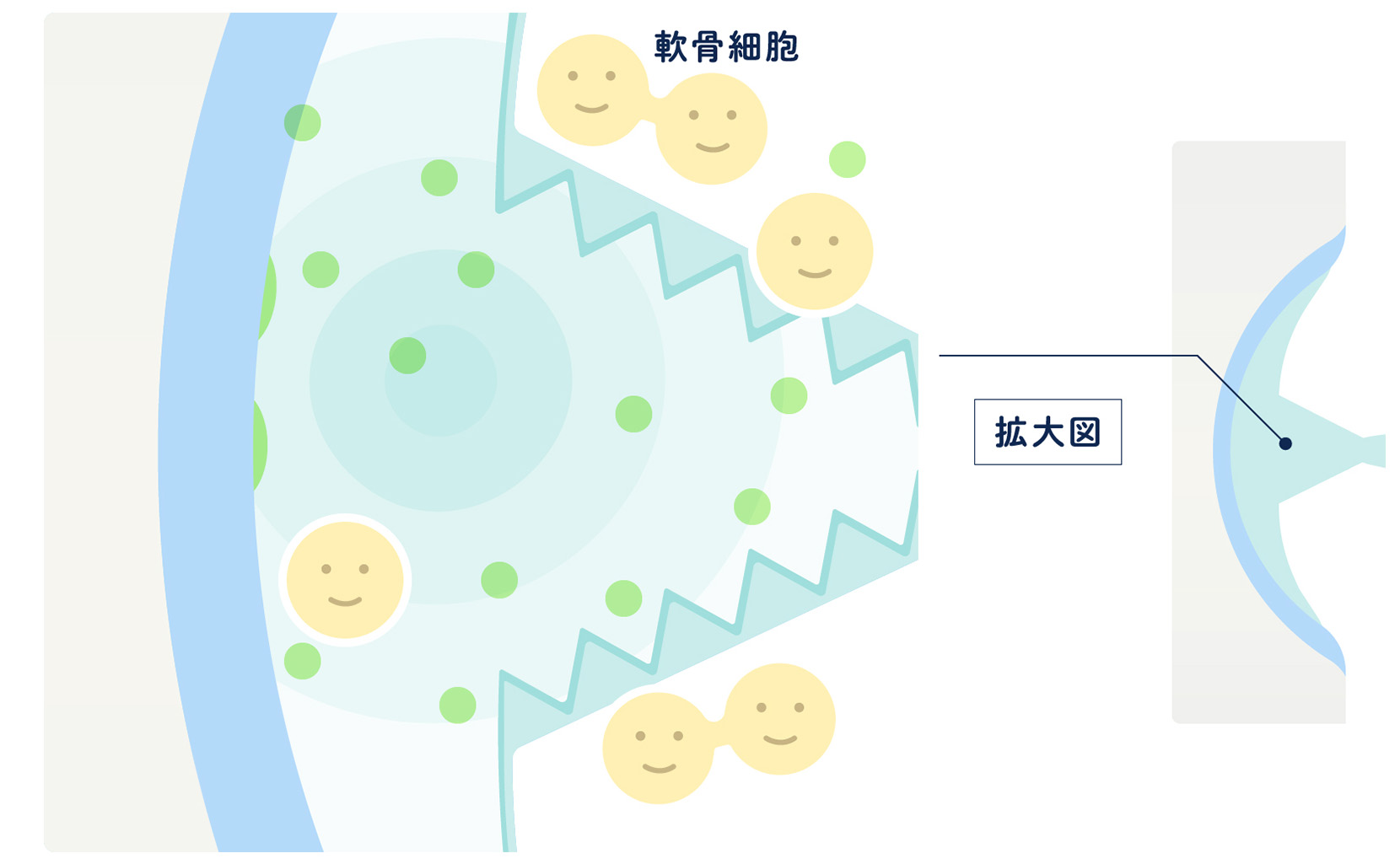 関節の炎症が改善して良い状態になった関節